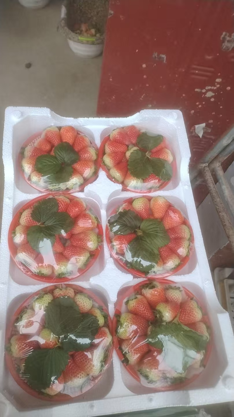 阜阳闻集天仙醉草莓优质鲜果大量现货果型饱满口感软糯香甜
