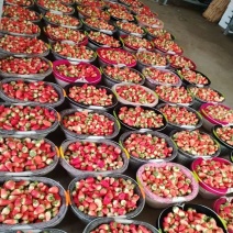 【精品】阜阳天仙醉草莓批量上市诚接商超市场电商