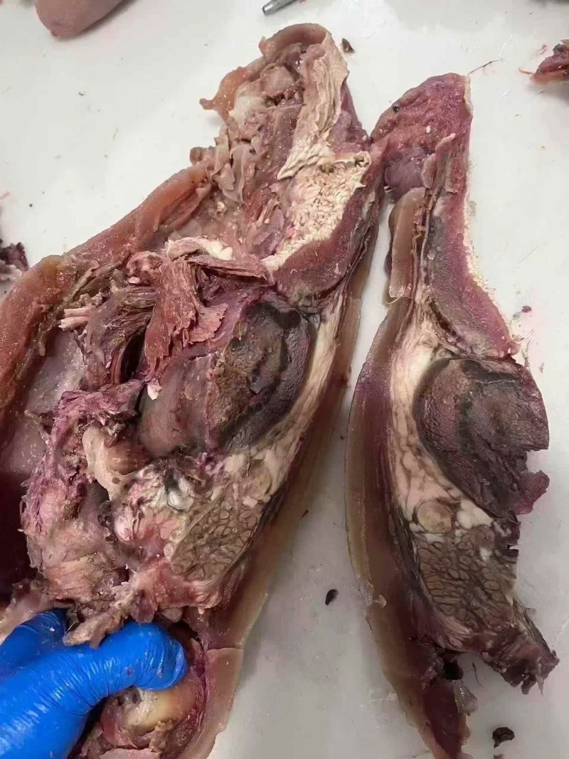 火烧毛去骨牛头肉品质保证服务周到产地直发价格美丽