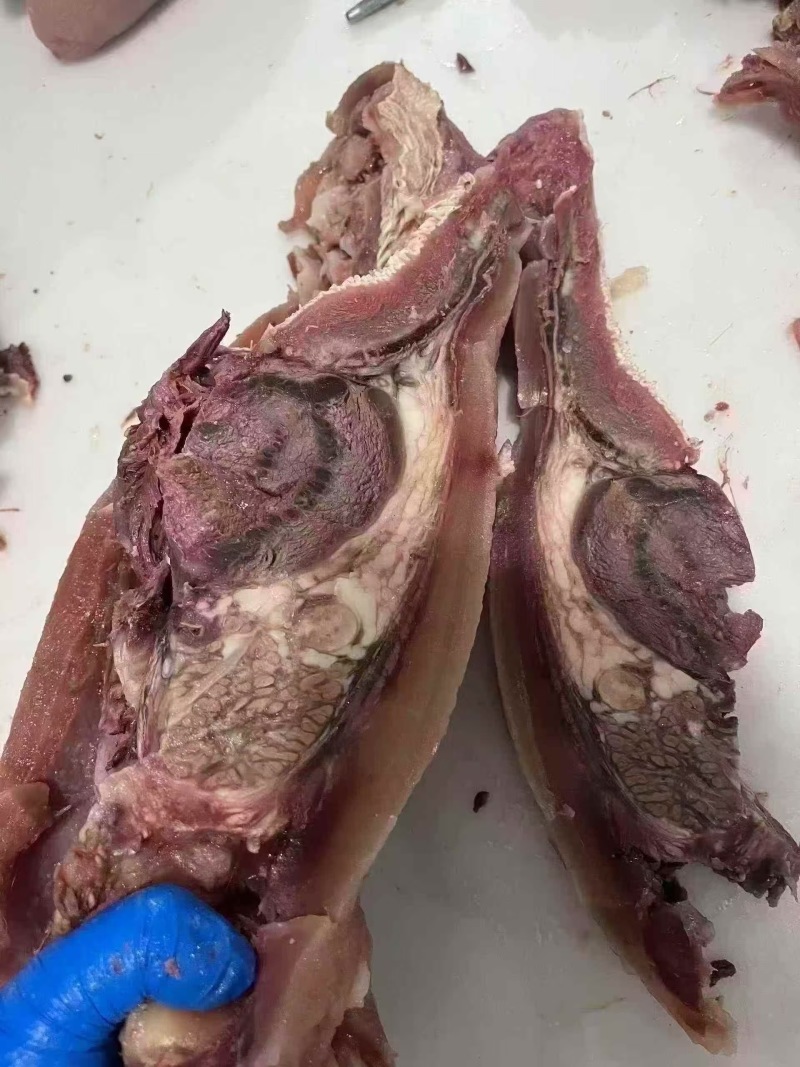 火烧毛去骨牛头肉品质保证服务周到产地直发价格美丽