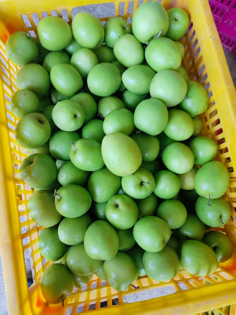 广西本地精品鲜枣，青枣，产地直，量大从优，一手货源