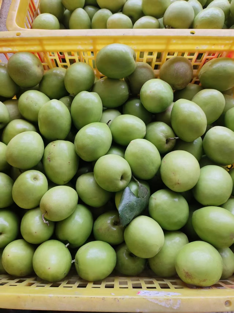 广西本地精品鲜枣，青枣，产地直，量大从优，一手货源