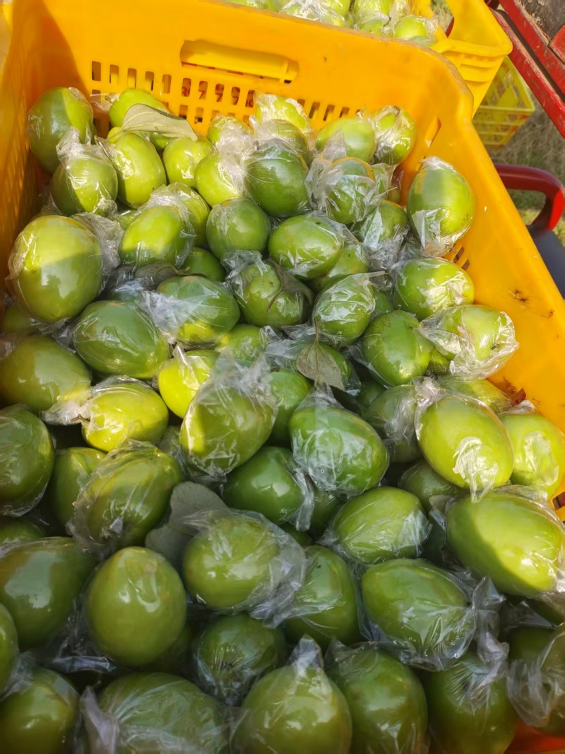 广西本地精品鲜枣，青枣，产地直，量大从优，一手货源