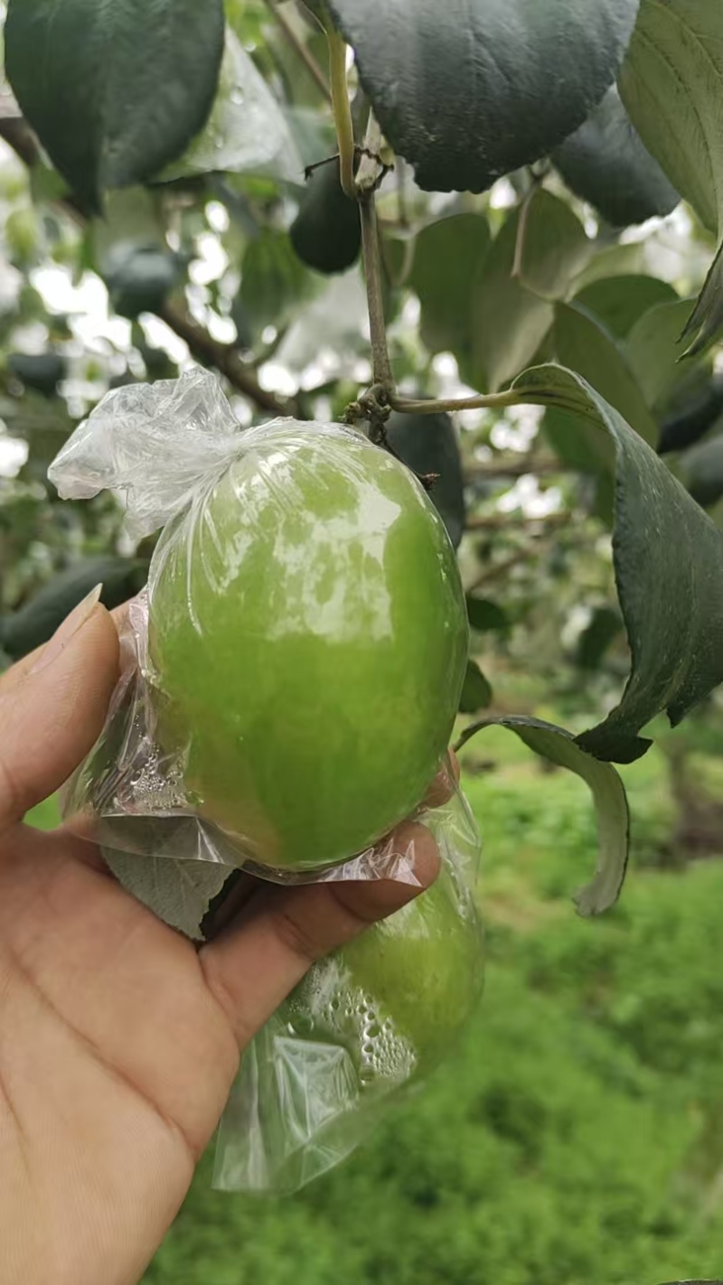 广西本地精品鲜枣，青枣，产地直，量大从优，一手货源