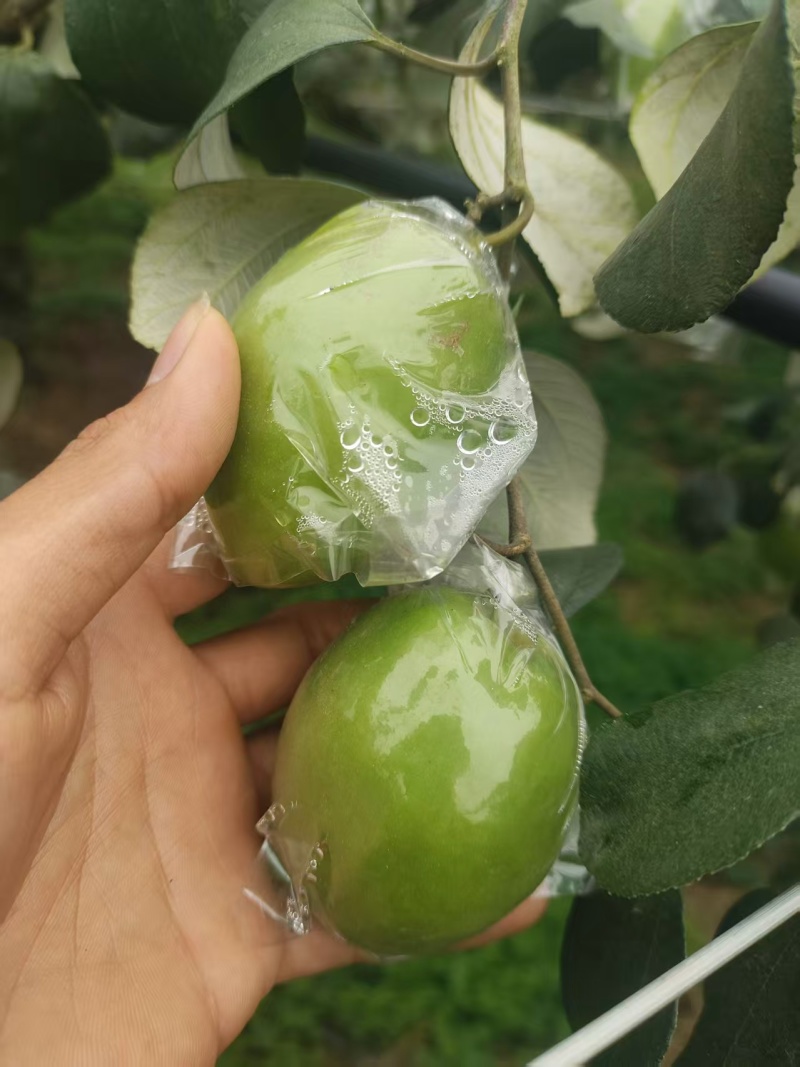 广西本地精品鲜枣，青枣，产地直，量大从优，一手货源