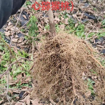 猕猴桃实生苗可嫁接欢迎老板订购，诚实守信