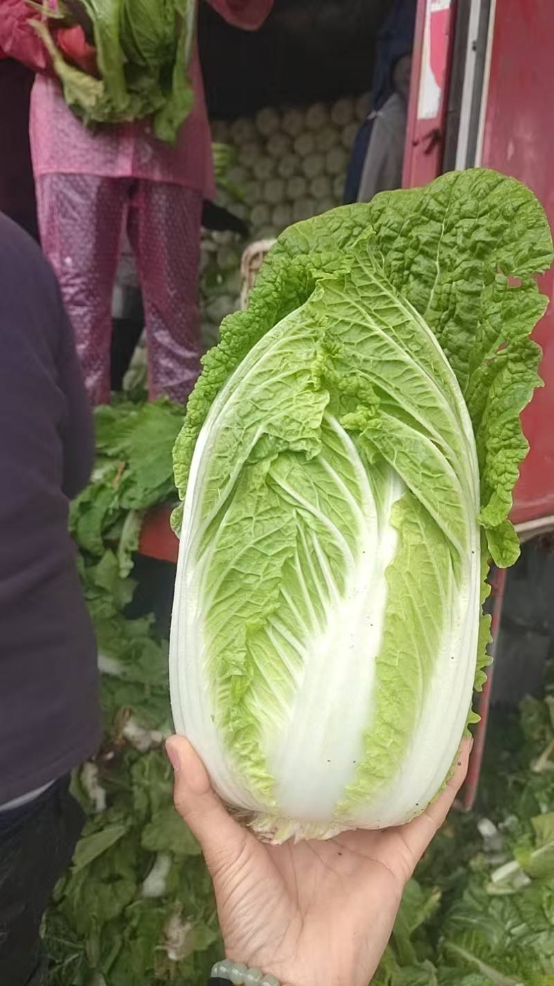 山东临沂兰陵精品黄心大白菜，欢迎各地老板前来采购