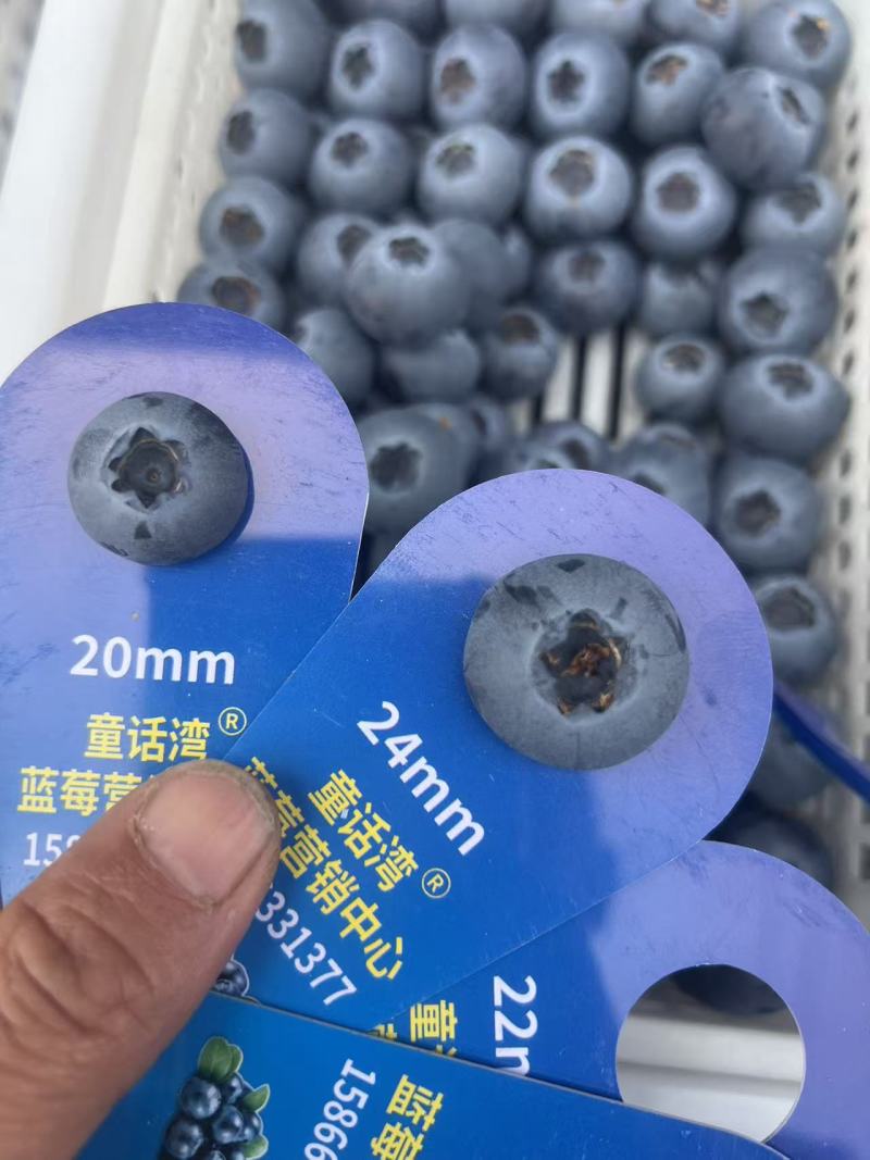 F6蓝莓大量上市，山东蓝莓基地质优价廉质量保证一手货源
