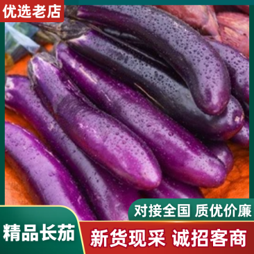 推荐广东长茄精品茄子产地直发可视频看货欢迎