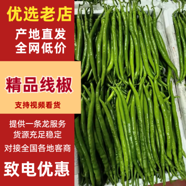 精品线椒广东鲜辣椒一手货源可看货代发全国欢迎