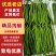 精品线椒广东鲜辣椒一手货源可看货代发全国欢迎
