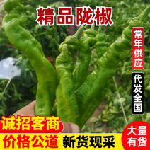 【推荐】广东精品辣椒陇椒鲜辣椒产地直发品质保障欢迎