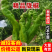 【推荐】广东精品辣椒陇椒鲜辣椒产地直发品质保障欢迎