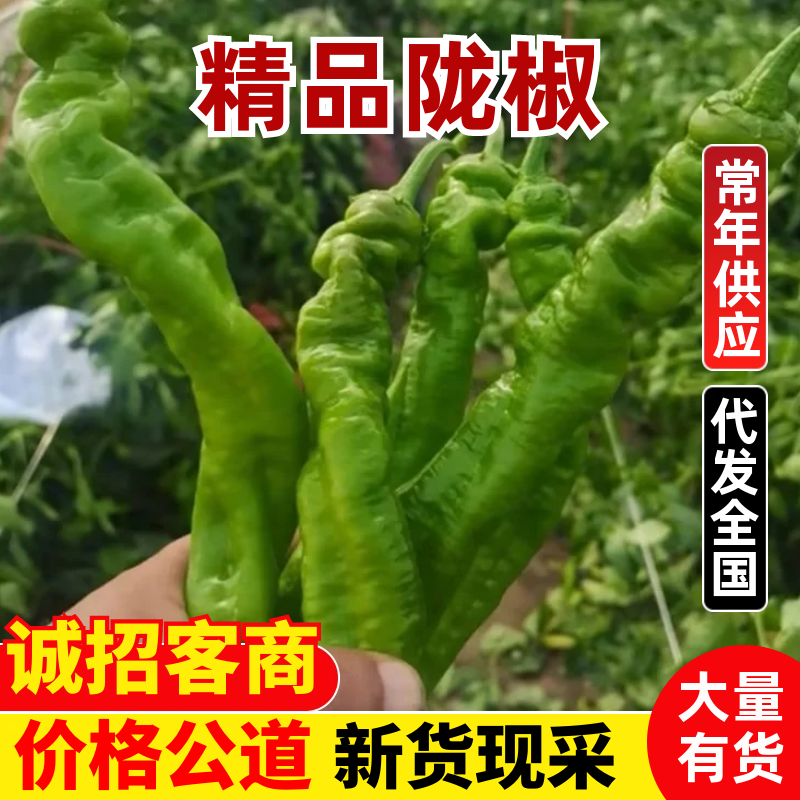 【推荐】广东精品辣椒陇椒鲜辣椒产地直发品质保障欢迎