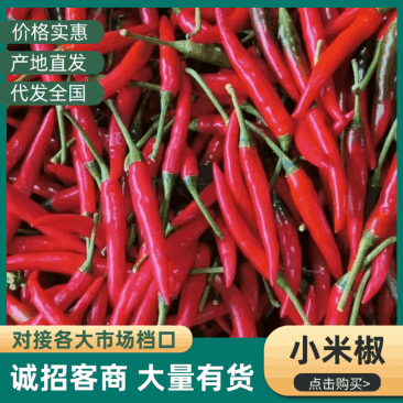 广东新苗，小米椒，货源充足基地直供品质优可视频看货欢迎咨