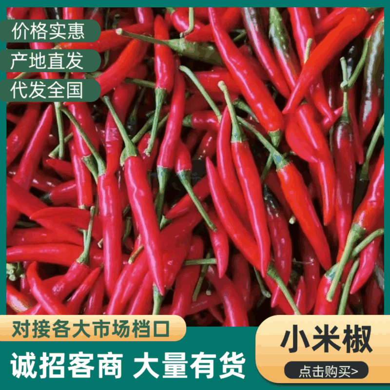 广东新苗，小米椒，货源充足基地直供品质优可视频看货欢迎咨