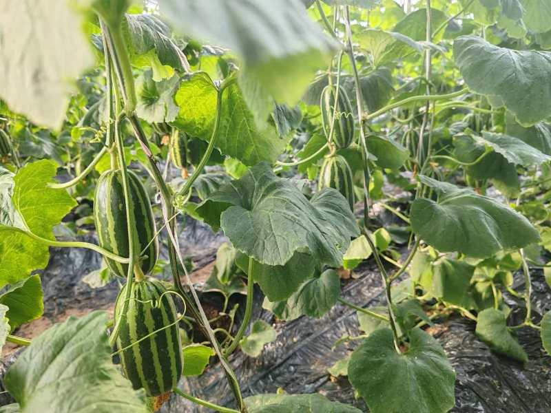 河北精品甜瓜、博洋甜瓜产地直发量大从优可视频看货对接
