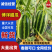 【精选】博洋甜瓜，产地直发，可供全国批发市场商超电商供货