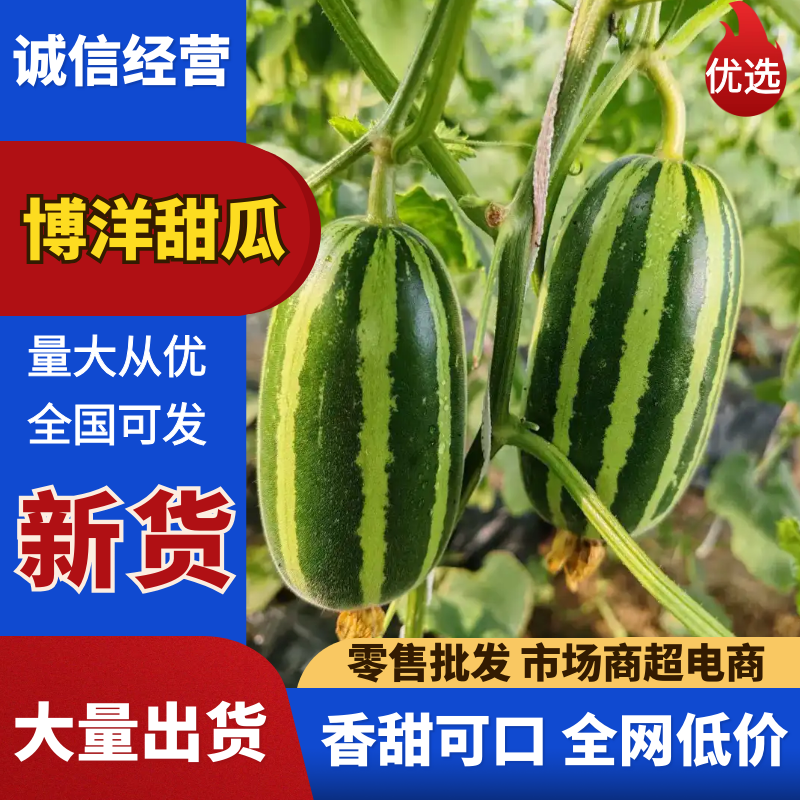 河北精品甜瓜、博洋甜瓜产地直发量大从优可视频看货对接