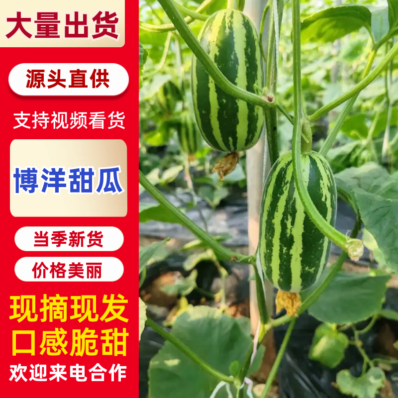【热卖推荐】博洋甜瓜/现摘现发/口感酥脆/对接全国市场