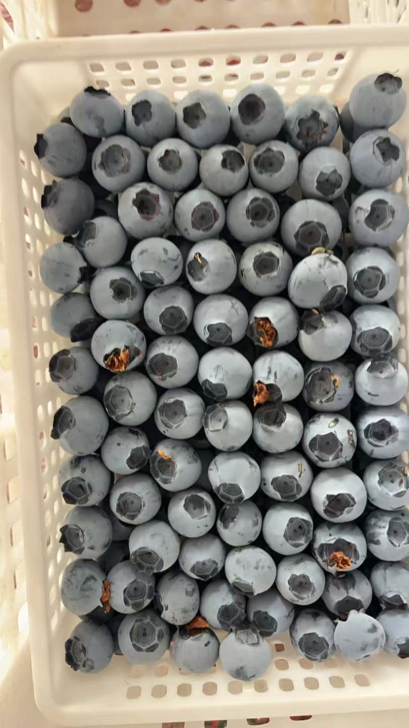 莒县F6蓝莓现货直发承接电商餐饮批发进出口商超蛋糕店