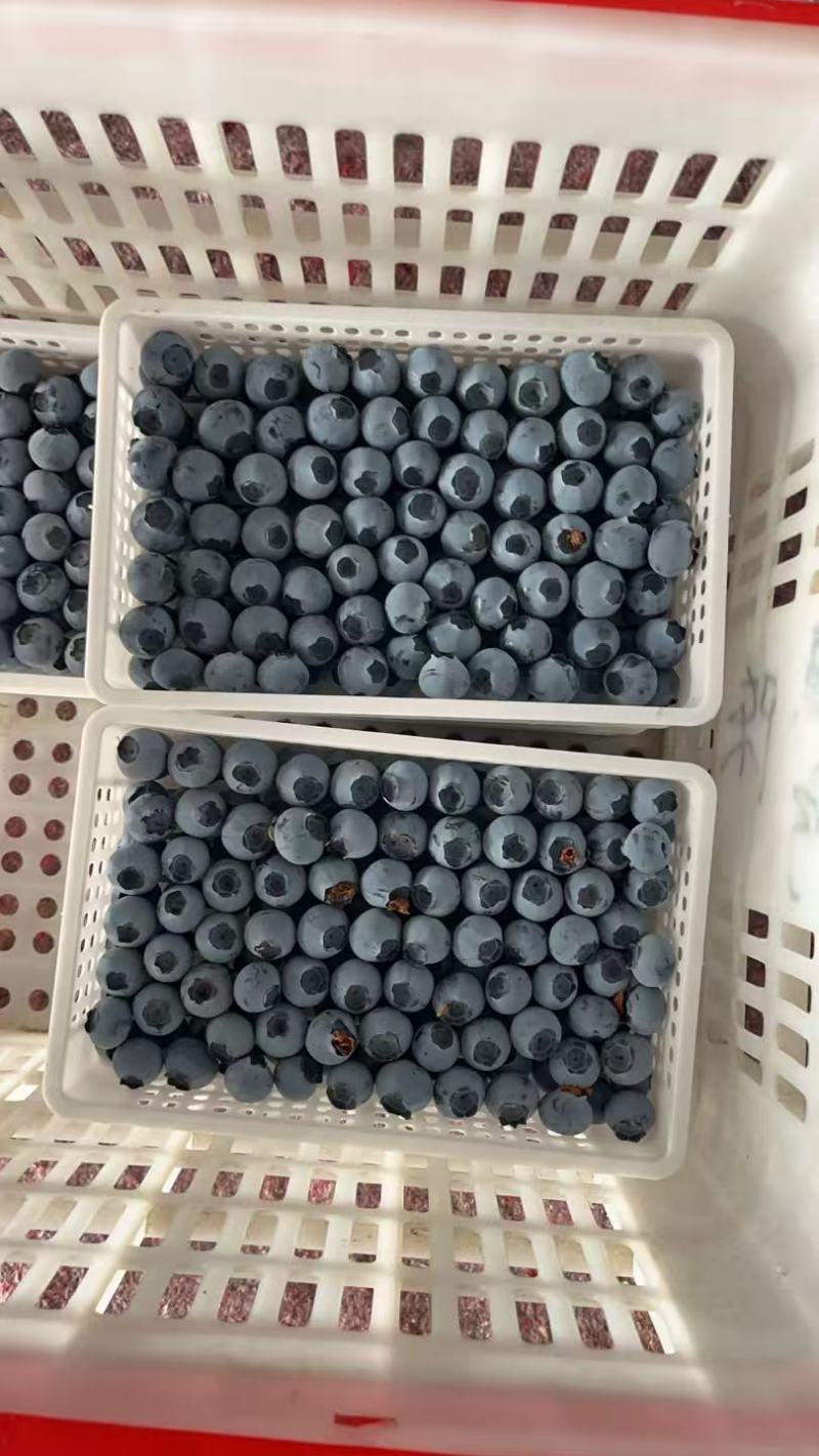 莒县F6蓝莓现货直发承接电商餐饮批发进出口商超蛋糕店