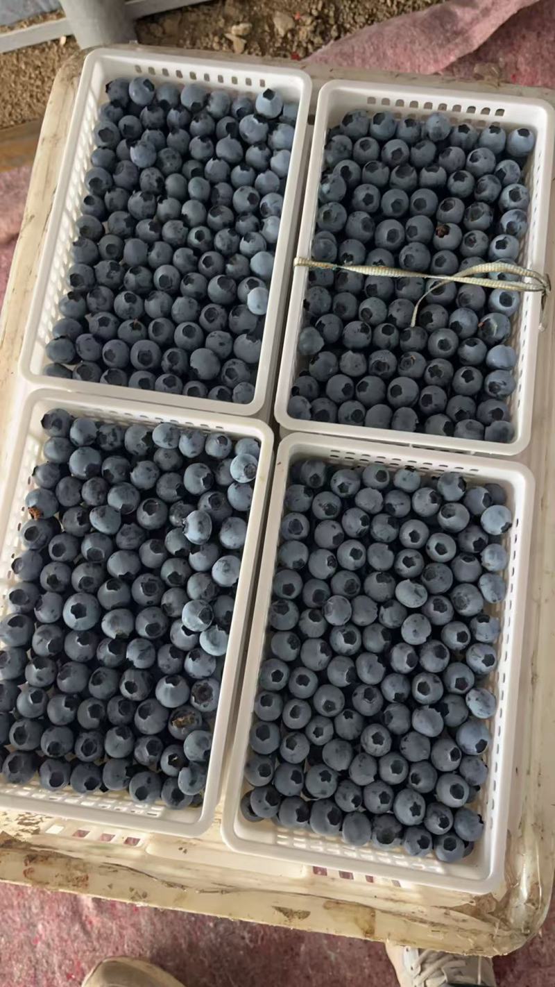 莒县F6蓝莓现货直发承接电商餐饮批发进出口商超蛋糕店