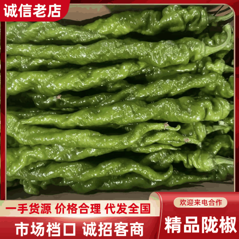 广东拢椒，量大优惠，一手货源基地直发，可供应全国各地