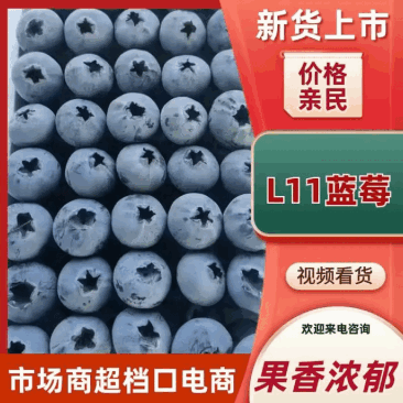 山东L11蓝莓大量有货全国接单按需求分拣大小打包定制包装