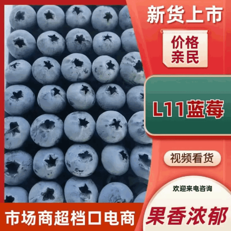 山东L11蓝莓大量有货全国接单按需求分拣大小打包定制包装