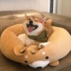 李进鹏的一亩田店铺