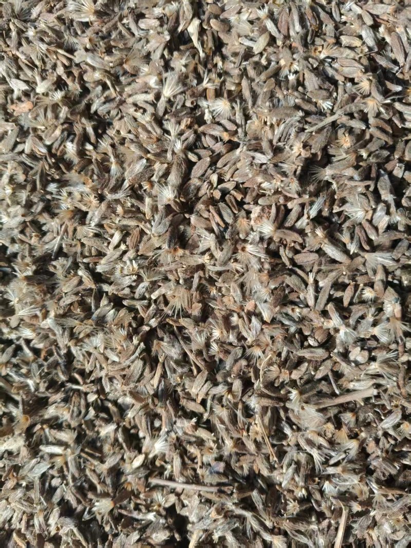 自家产的白术种子.大量现货速发，保质保量欢迎选购