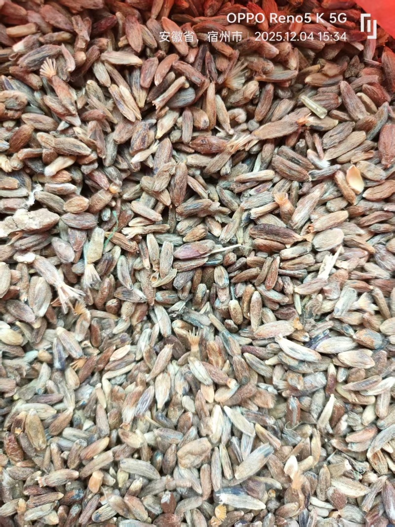 自家产的白术种子.大量现货速发，保质保量欢迎选购