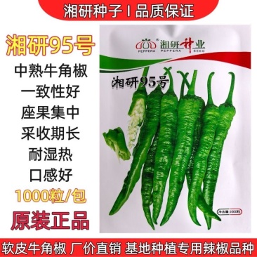 湘研95号辣椒种子春秋播中熟皱皮长牛角椒皮薄微辣质细腻