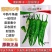 湘研95号辣椒种子春秋播中熟皱皮长牛角椒皮薄微辣质细腻