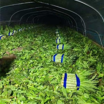 精品莴苣，大量新鲜现货速发，产品保质保量欢迎选购