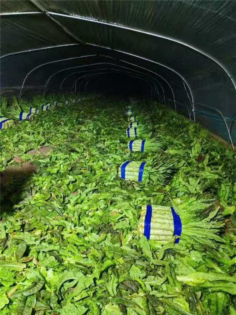 精品莴苣，大量新鲜现货速发，产品保质保量欢迎选购