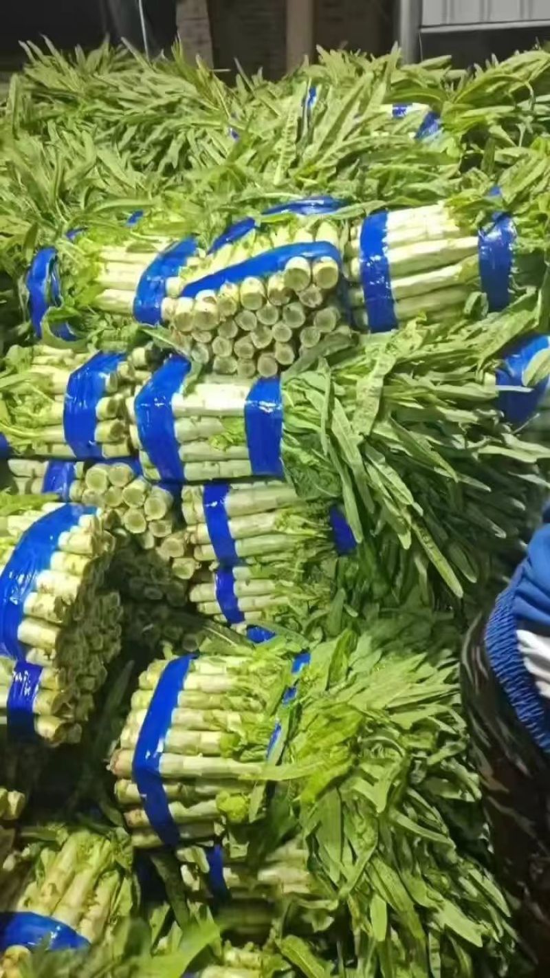精品莴苣，大量新鲜现货速发，产品保质保量欢迎选购