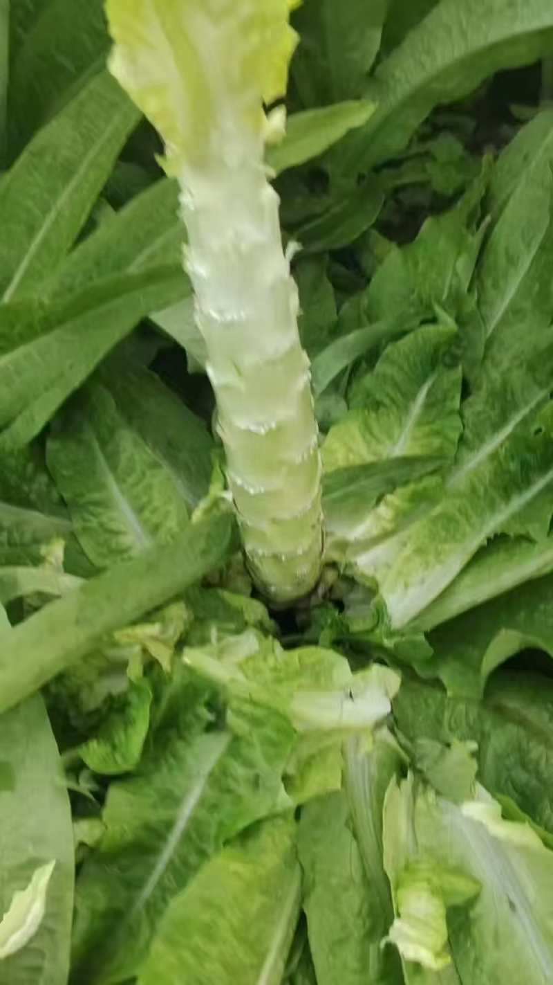 精品莴苣，大量新鲜现货速发，产品保质保量欢迎选购