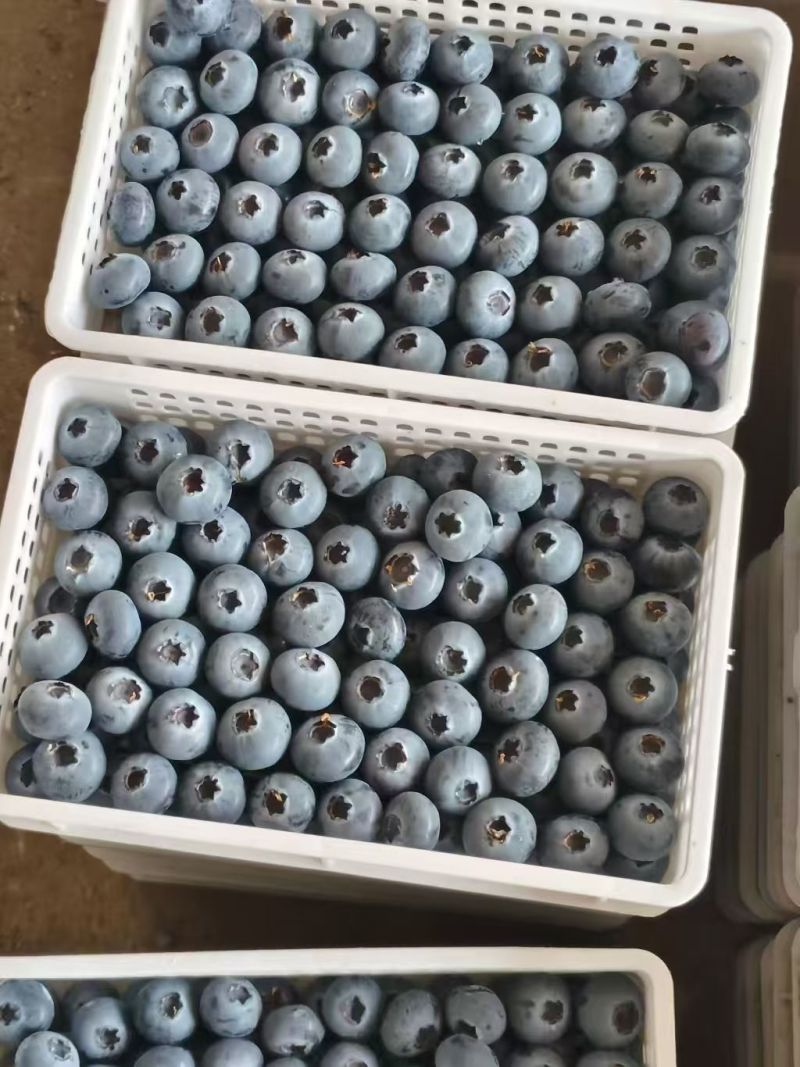 山东L11蓝莓大量有货全国接单按需求分拣大小打包定制包装