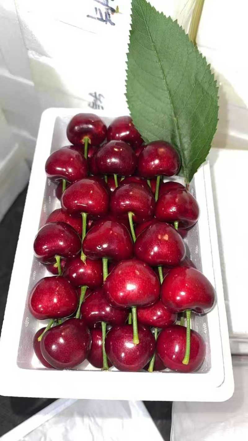 精品美早大樱桃已大量上市产地直发供电商超市批发市场视频看货