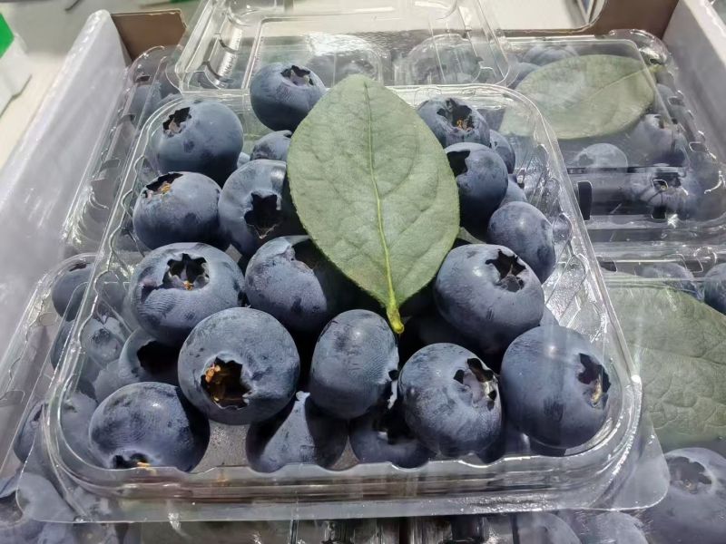 莒县F6蓝莓现货直发承接电商餐饮批发进出口商超蛋糕店