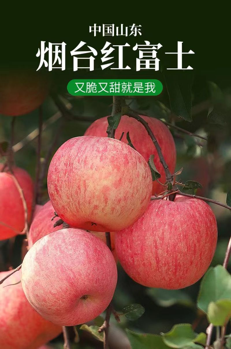 【热销】山东精品红富士苹果脆甜可口对接各大电商平台