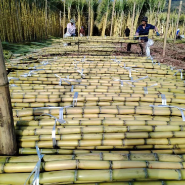 云南黄金水果甘蔗糖度高水分足颜色亮