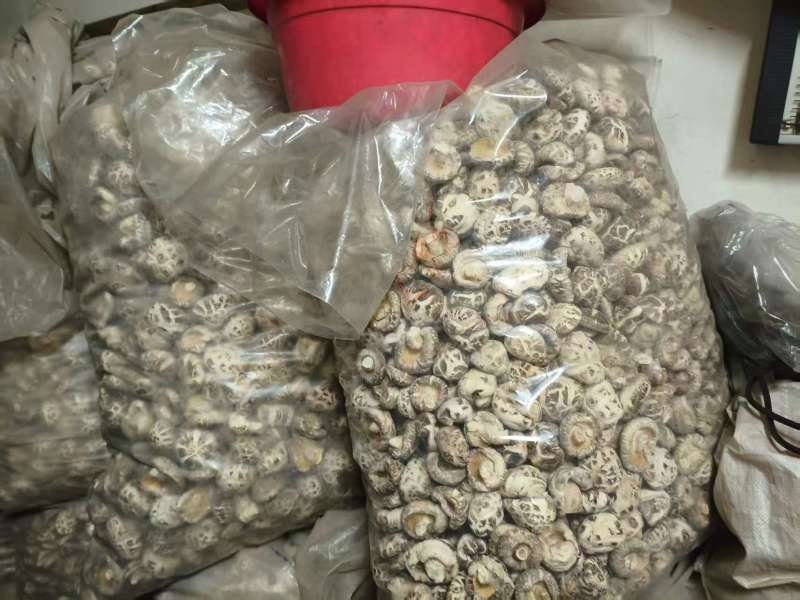 天然干货香菇，一口鲜到家，货源充足支持视频看货