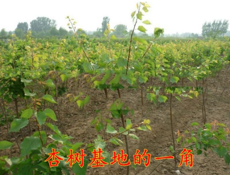 凯特杏苗嫁接杏树苗大果橙黄色苗基地现挖发货