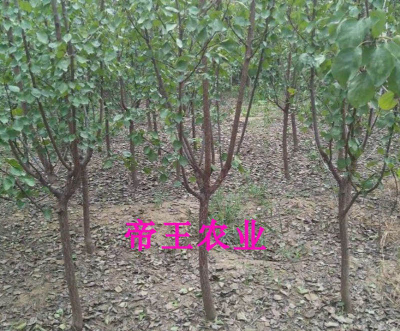 珍珠油杏树苗大果油杏苗嫁接黄杏树苗基地现挖发货