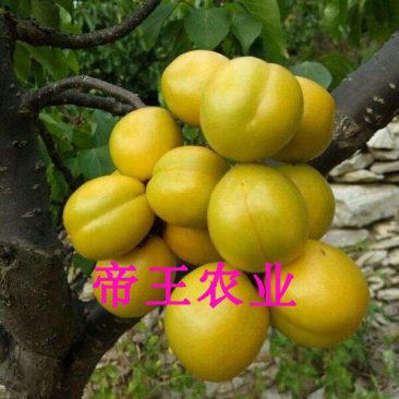 珍珠油杏树苗大果油杏苗嫁接黄杏树苗基地现挖发货