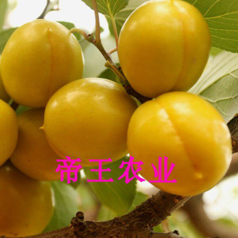 珍珠油杏树苗大果油杏苗嫁接黄杏树苗基地现挖发货