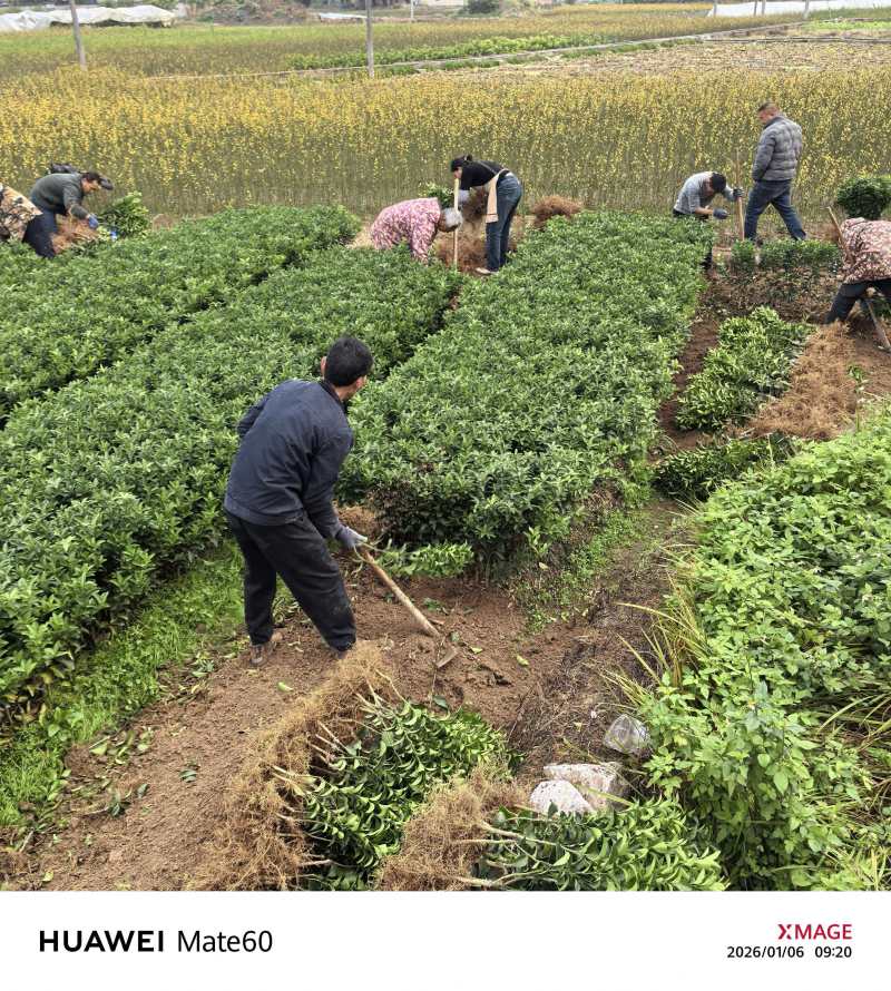 沙糖桔苗，现挖现发，生命力强，根系发达，带叶带泥发货